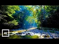 Download Lagu 4K Forest River Nature Sounds - Gentle Stream, Birdsong \u0026 Sunlight | Relaxing Ambience for Sleep