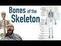 Bones of the Skeleton