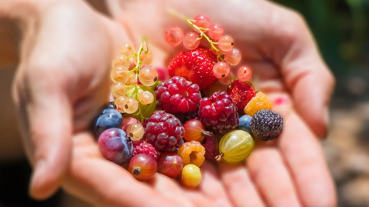 ✂️ HOW TO PRUNE BLACKBERRIES 🍇FOR MAXIMUM PRODUCTION 💲 BLACKBERRY HACKS TO GROW MORE BLACKBERRIES