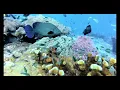 Lagu Diving in Lang Tengah Island Summerbay resort 浪中岛夏日湾酒店潜水