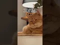Download Lagu #cutecat #baper