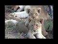 NT1 The Lioness Remix 2024 Version II Melodic House (Music Video)