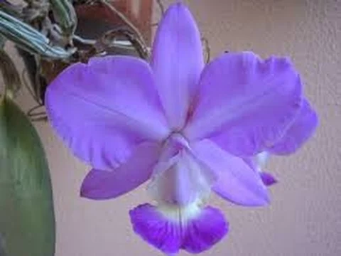 ORQUÍDEAS E 7 DICAS SENSACIONAIS