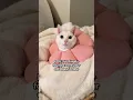 Download Lagu Testing Soft Cat Recovery Cones | The Pack