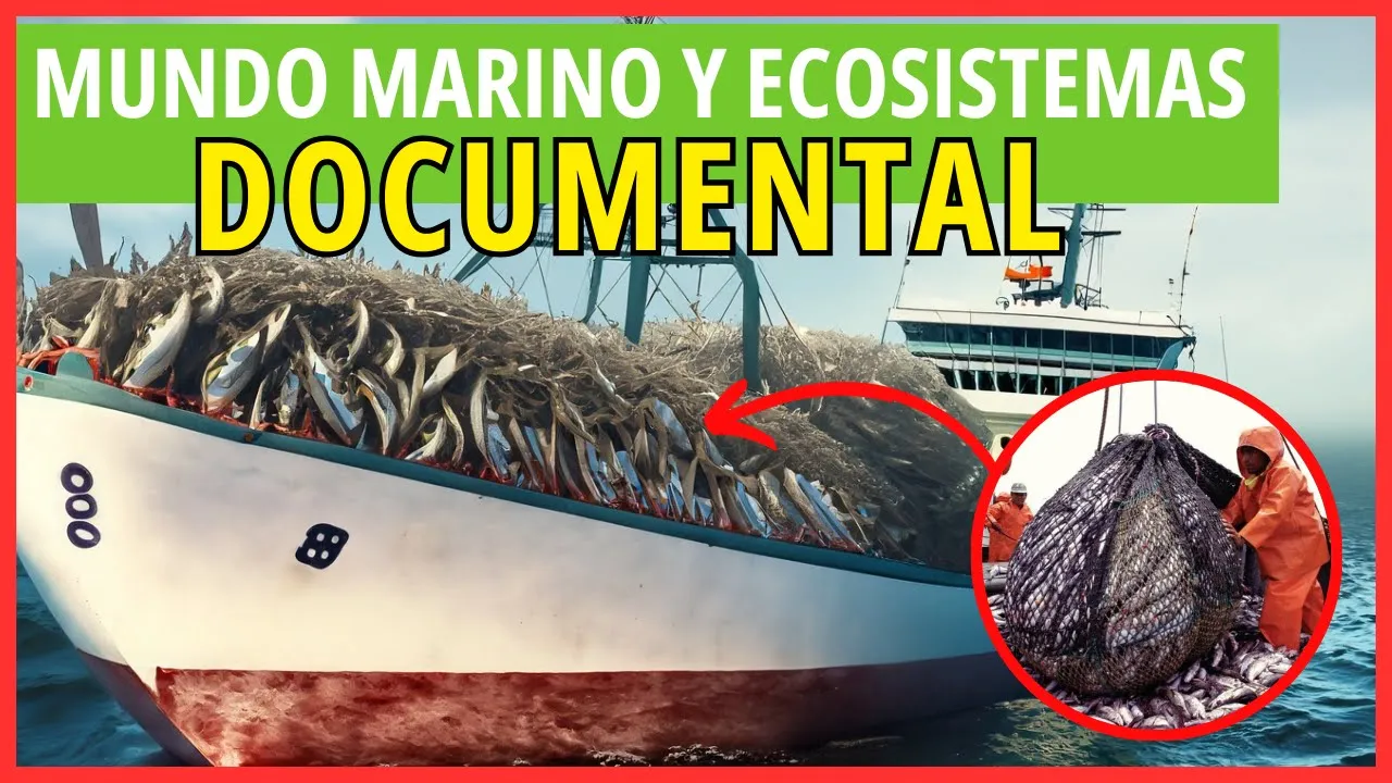 MUNDO MARINO, ECOSISTEMAS Y CONTAMINACIÓN | DOCUMENTAL educativo marino en HD