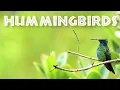 Download Lagu All About Hummingbirds for Kids - Hummingbird Facts for Children: FreeSchool