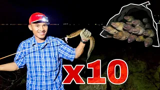 Thực tế đi câu cá chình - Câu cá chình bằng mồi mực gặp trường hợp 10 con trong cùng 1 hang