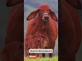 Download Lagu SAPI BRAHMAN #sapi