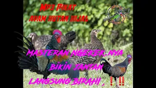 pikat ayam hutan hijau ngekek birahi 100 langsung mendekat snipergk pikatayamhutanhijau