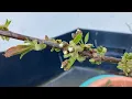 Patio cherry and apricot updates Cherry flowers opening soon and apricot possible fruit set