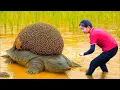 Download Lagu How to Harvesting many Giant Rock Turtle Goes To Market Sell,Countryside Life | Ella-Free Bushcraft