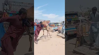 الرجل الشاب يضع الجمل في السيارة  الرجل الشاب يضع الجمل في السيارة