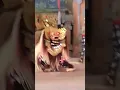 Download Lagu Barong Dance of Bali #bali #balinese #barong #baliindonesia #dance #indonesia #travel #explore