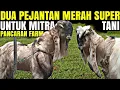 Lagu PEJANTAN JRABANG MEWAH ...!! JUMBO SPESIALIS CETAK CEMPE MERAH KAMBING PE KALIGESING