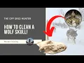 How To Clean A Wolf Skull For A Euro Mount TAXIDERMY THE OFF GRID HUNTER
