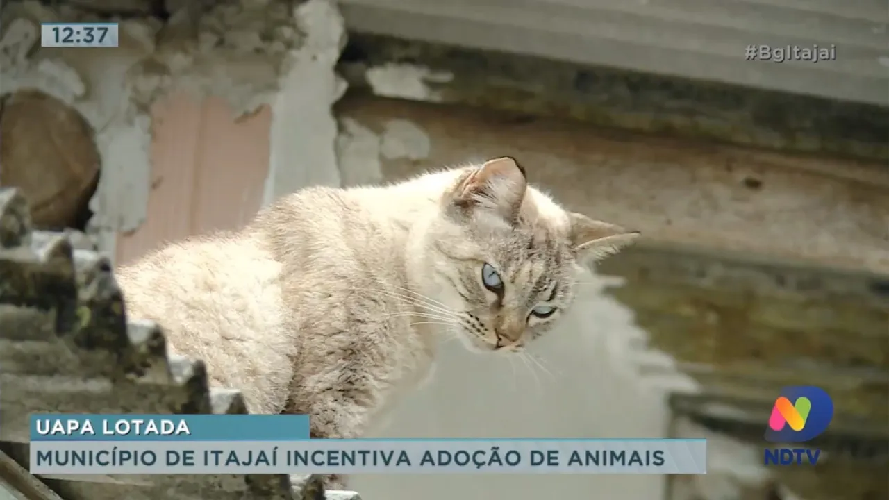 Município de Itajaí incentiva adoção de animais