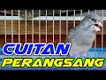 Download Lagu CUITAN kenari untuk merangsang kenari paud | cuitan pancingan kenari paud