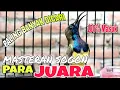 Download Lagu MASTERAN para SOGON juara RAHASIA CETAK SOGON FULL TEMBAKAN panjang kekinian PALING AMPUH