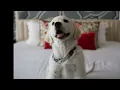 Travel to these 5 pet-friendly hotels in Craven County North Carolina