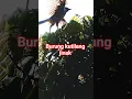 Download Lagu burung pintar #burungjinak #burungkutilangjinak