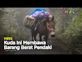Download Lagu BIADAB! Kuda Sempoyongan Gegara Angkut Barang Pendaki