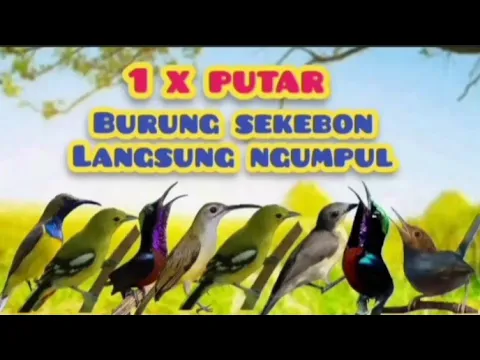 Download MP3 Suara Pikat Burung Kecil Ribut