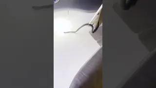 This was round one! Mum’s the the brave one who gets it off 😫 #sailingfamily #snake