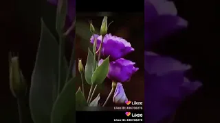 انت اول حبيب وانت اخر حبيب 