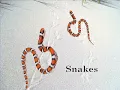 Bill Monroe ::: Footprints In The Snow (with lyrics)