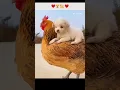 Download Lagu cute dog sitting on cock 🐶😂😂 funny dog video