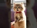 Download Lagu the cat dancing very happy 😘 #trending #shorts #shortvideo