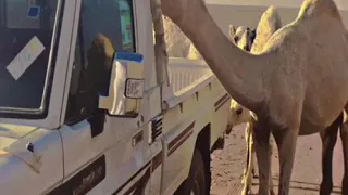 المراجل كايده والمناصب ماتدوم 