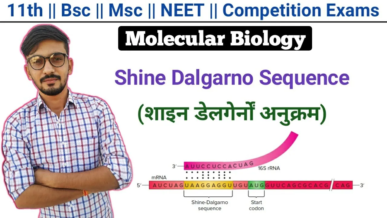 Shine Dalgarno Sequence In Hindi || Molecular Biology || By Dadhich Sir