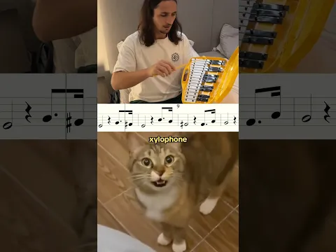 Xylophone Cat 😻