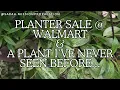 Planter Sale At Walmart A Plant I ve Never Seen Before