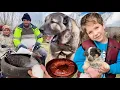 Lagu HALİLE BÜYÜK SÜPRİZ HEDİYE KÖPEK / GOCA OĞLANI YAKALADIK / KOYUN DOĞUMLARI DEVAM EDİYOR / KAZ YEMEĞİ