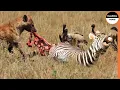 Download Lagu Mother Zebra Loses Her Calf And Herself Against Hyenas