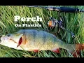 Tips to catching more Redfin PERCH - Rod N Paddle Kayak fishing
