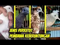Download Lagu 4 Jenis Burung Perkutut Pembawa Rezeki dan Hoki (Keberuntungan)