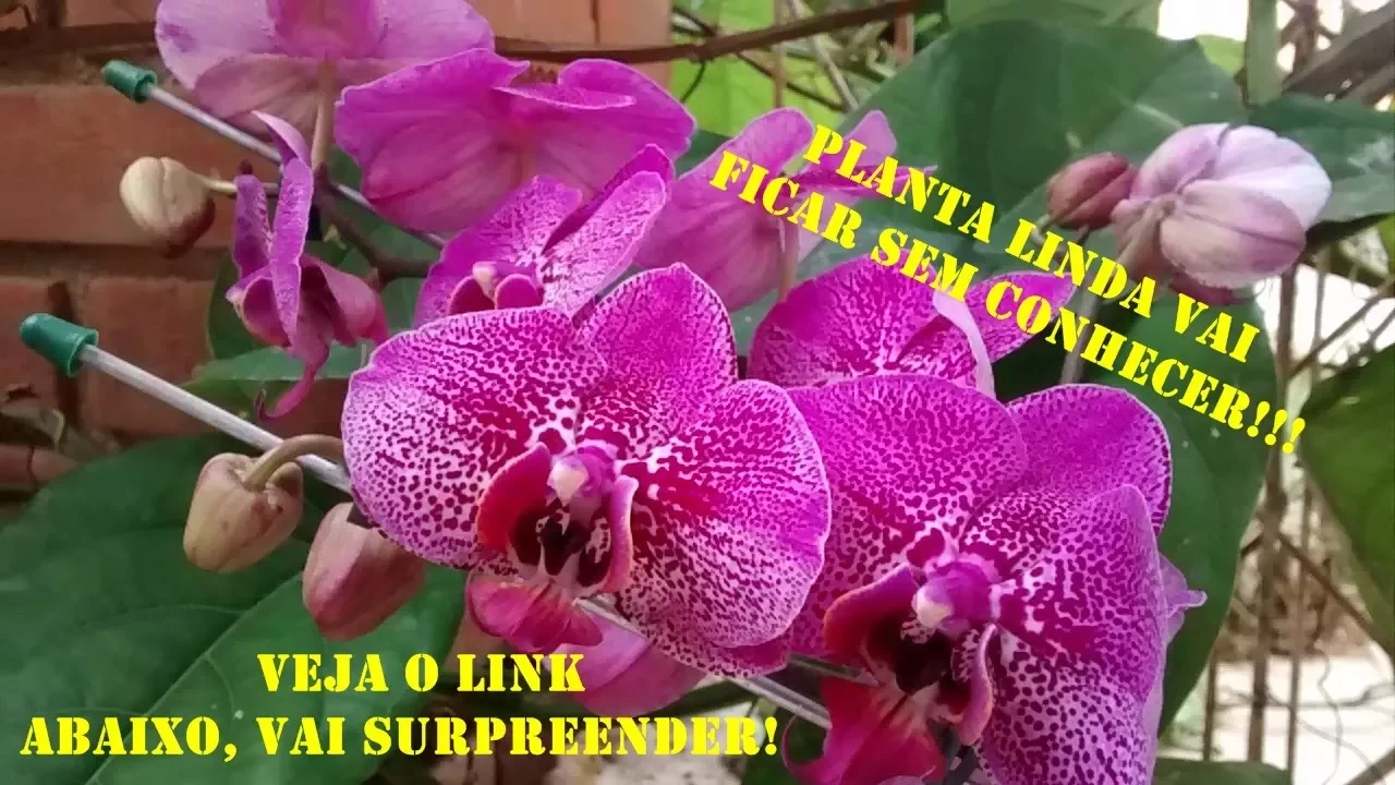 ADUBO PARA ORQUIDEAS COMO CUIDAR BEM DE ORQUIDEAS