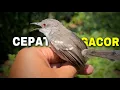 Download Lagu Perawatan harian ciblek semi cepat gacor narung