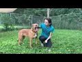 Meet Lana at Delaware SPCA
