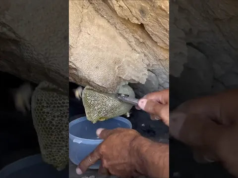 خلية عسل بوطويق من موسم السدر الحمدلله