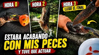 Estaba acabando con mis peces… y tuve que actuar