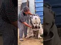 Download Lagu Devasa büyüklükte ki köpek 😲 #shorts