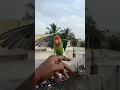 Lagu My love bird free flight outdoor training ❤️❤️❤️#africanlovebird #jkwings #lovebirds