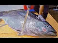 Download Lagu World's Sharpest Tuna Knife！Amazing Giant bluefin tuna cutting Master / 驚人的！巨大黑鮪魚切割技巧, 黑鮪魚大腹-Sashimi