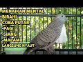 Download Lagu Perkutut Lokal Gacor Suara Super Kristal - Pancingan Malas Bunyi  (99%AMPUH BANGET)