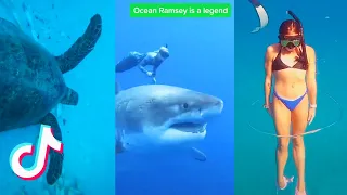 Download Ocean Animals and Founds You Wont Believe 🌊 TikTok Compilation #2 MP3