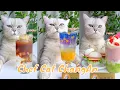 Download Lagu 【Chef Cat ChangAn】Surprise in the End ! Wonderful Compilation of  A Month #CatCookingAsmr